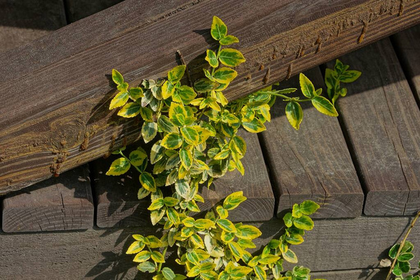 brązowy drewniany płot porośnięty roślinnością z małymi zielonymi i żółtymi liśćmi - Zdjęcie, obraz