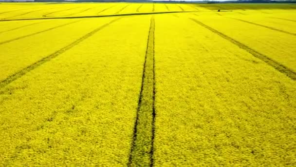Veduta aerea Drone di Yellow Canola Field. Vendemmia fiori gialli semi oleosi di colza. Campo rurale piantato con molte strisce di giallo brillante stupro. Un campo di colza in fiore. Agricoltura
. - Filmati, video