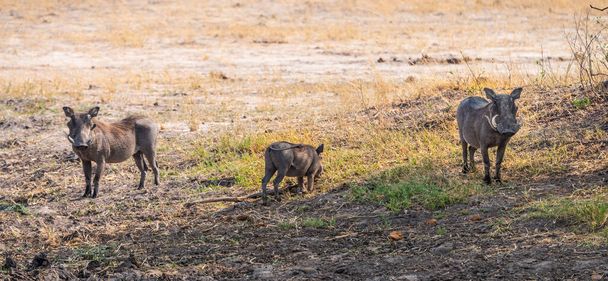 Common Warthogs (Phacochoerus africanus) spotted in the Hwange National Park, South Africa - Fotografie, Obrázek