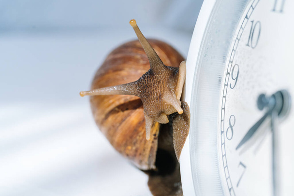White achatina snail with dark shell crawling near white alarm clock on white background with shadow. Clock and giant african snail Achatina fulica on table. Deadline and slow current timeconcept  - Photo, image