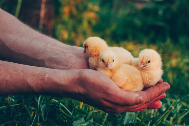 Little yellow chickens in the hands of a man on a background of green grass in the rays of sunset - Foto, immagini
