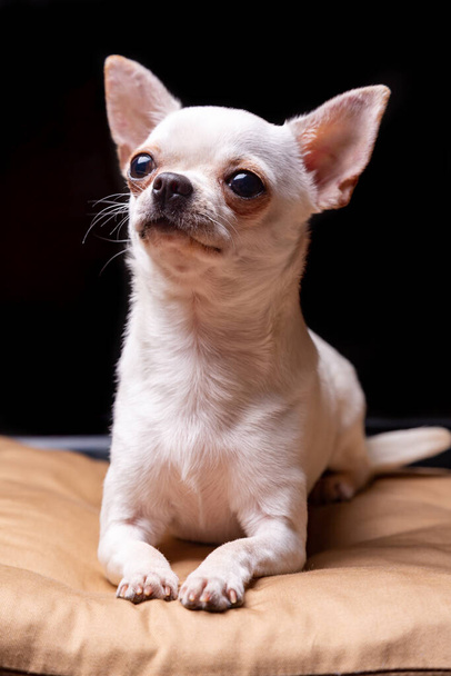 Chihuahua-Glatthaar-Creme liegt auf einem beigen Kissen und schaut vorsichtig nach oben. Porträt auf schwarzem Hintergrund. Vertikale Orientierung. - Foto, Bild