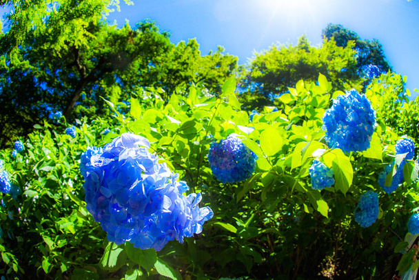 Niebieski hortensja i świeży zielony - Zdjęcie, obraz