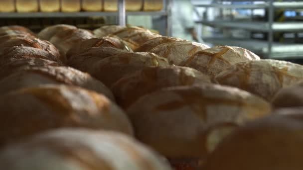 Productie van bakkerijproducten close up. Vers gebakken roodbruin brood van dichtbij, liggend op de planken in de fabriek in de bakkerij. Veel brood op de planken in de bakkerij - Video
