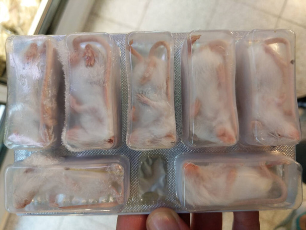 Блістерна упаковка молодих середніх розмірів білих заморожених мертвих годівниць для домашніх тварин змій і рептилій
 - Фото, зображення