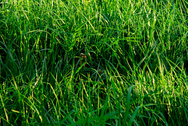 日没の光の中で緑の芝生のクローズアップ。緑の草の背景 - 写真・画像