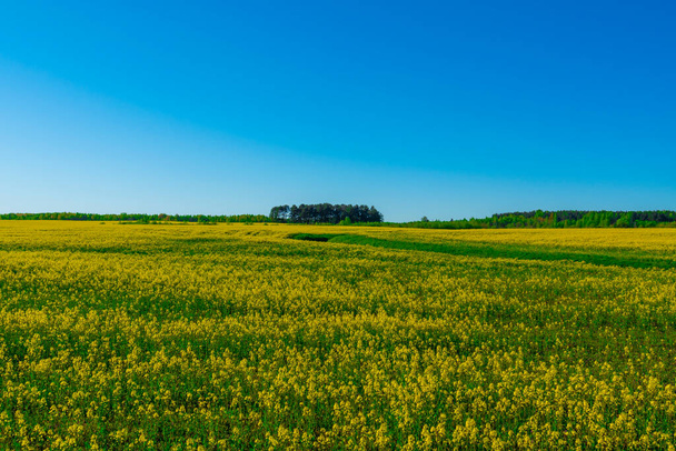 Amazing bright colorful spring and summer landscape for wallpaper. Yellow field of flowering rape against a blue sky with clouds. Natural landscape background with copy space - Fotoğraf, Görsel