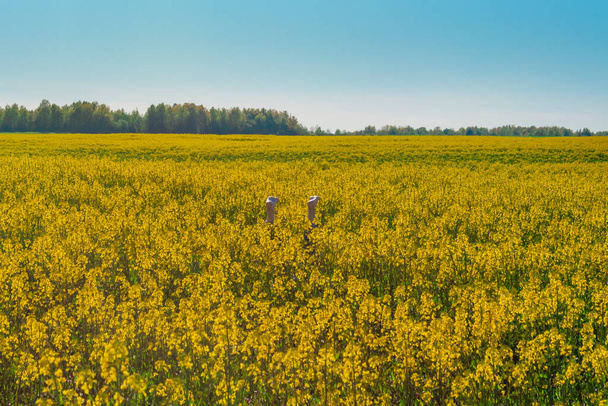 jasny, kolorowy letni krajobraz tapety. Żółte pole kwitnącego gwałtu na błękitnym niebie z chmurami. Krajobraz naturalny - Zdjęcie, obraz