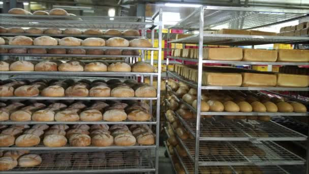 Výroba pekařských výrobků. Čerstvě upečený červený chléb leží na policích v pekárně. Hodně chleba na policích v pekárně. - Záběry, video
