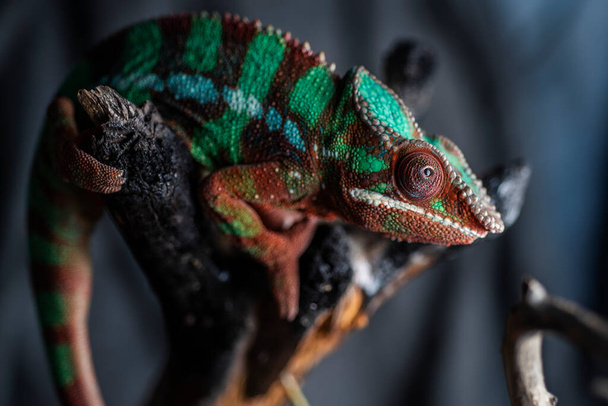 Chameleon on a tree branch - Photo, image