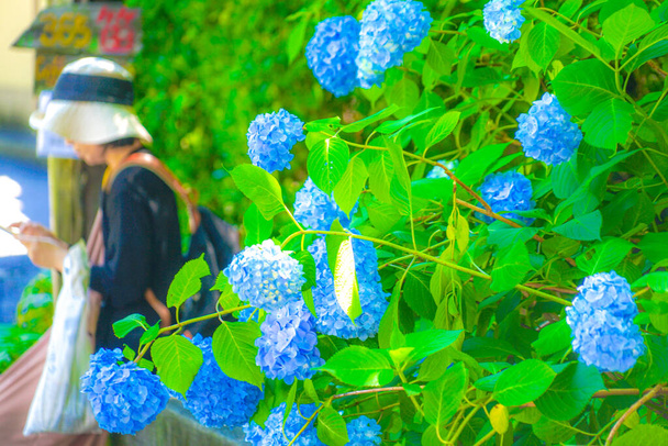 青紫陽花と新緑 - 写真・画像