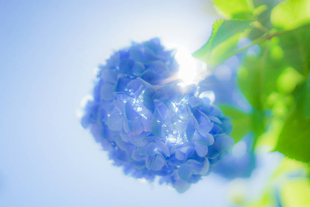 Синя гортензія і свіжий зелений
 - Фото, зображення