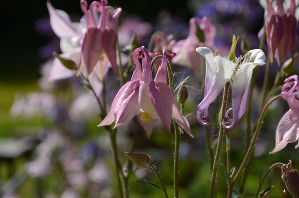 zblízka obraz Karmínové hvězdy Columbine květiny kvete v zahradě. - Fotografie, Obrázek