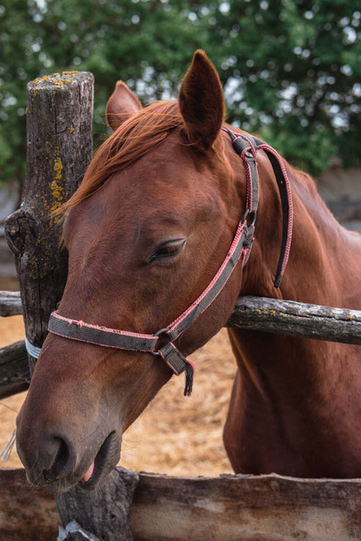 美しい茶色の馬の肖像画 - 写真・画像