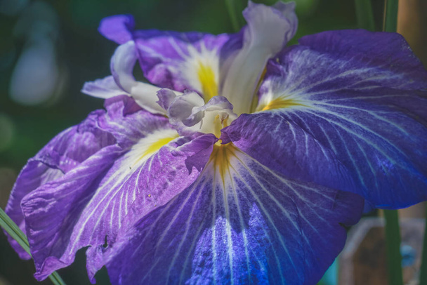 青紫陽花と新緑 - 写真・画像