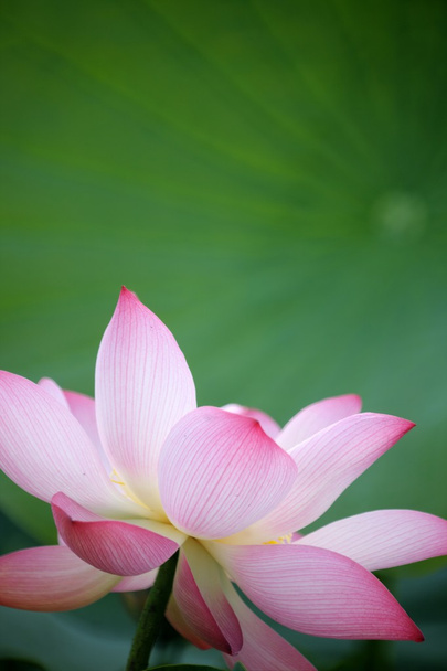 rosa Lotus mit schönem Hintergrund - Foto, Bild