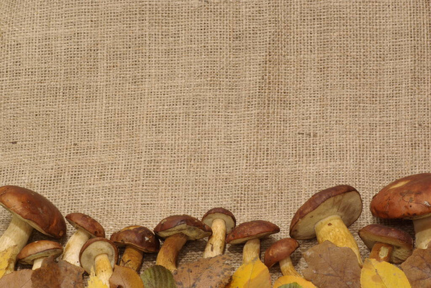 autumn leaves on sackcloth background - Photo, image