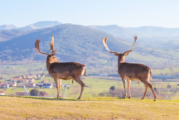 Rückansicht zweier männlicher Hirsche, die an einem sonnigen Tag von der Bergspitze aus das Tal und das Dorf beobachten - Foto, Bild