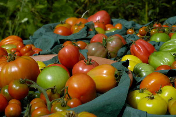 Variedade de tomates amarelos, verdes, laranja e vermelhos em diferentes formas
 - Foto, Imagem
