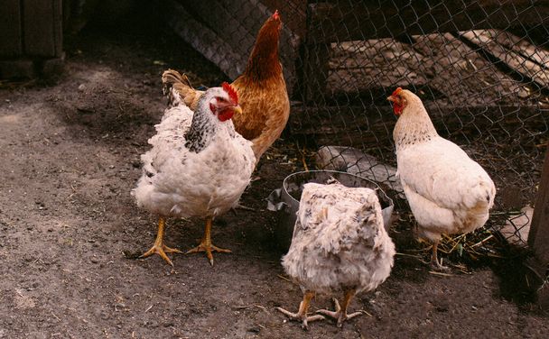 белый домашний цыпленок во дворе рядом с курятником с другими цыплятами
 - Фото, изображение