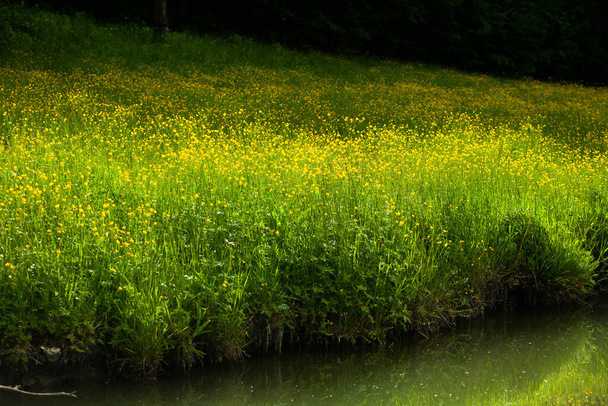 Όμορφο καλοκαιρινό τοπίο στη Δημοκρατία της Μολδαβίας. Πράσινο τοπίο. Ανοιξιάτικη φύση. Πάρκο με πράσινο γρασίδι και δέντρα. Φρέσκο χωράφι και λόφοι. αγροτικό τοπίο.  - Φωτογραφία, εικόνα