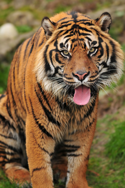 Panting Tiger - Photo, Image