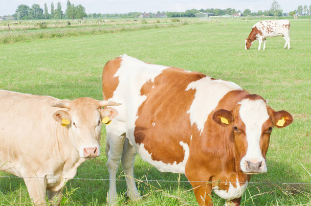 2 krávy při pohledu na slunečný den - Fotografie, Obrázek