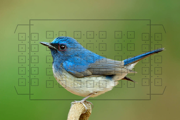 Happy Blue bird jest w centrum uwagi, gdy spojrzeć przez wizjer aparatu, hainan niebieski Flycatcher - Zdjęcie, obraz