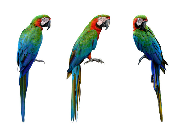Harlequin Macaws, διασταύρωση από μπλε και χρυσό και ένα πράσινο-φτερωτό Macaw που κάνει πολύ στοργική απομονώνονται σε λευκό φόντο, εξωτική συλλογή ζώων - Φωτογραφία, εικόνα