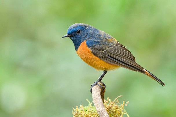 Wild blue and orange bird sitting on wooden stick in nature, Beautiful male of  Blue-fronted Redstart (Phoenicurus frontalis) - Fotografie, Obrázek