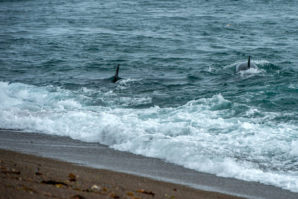 Φάλαινα δολοφόνος ενώ επιτίθεται σε νεογέννητο θαλάσσιο λιοντάρι στην παραλία της Παταγονίας - Φωτογραφία, εικόνα