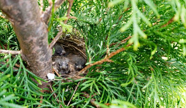 De twaalf dagen oude vliegenvanger kuikens hebben al veren en pluis op hun hoofd. Jonge grijze en bruine kuikens zitten in een nest, verstrengeld door stro op een schurk in de tuin. - Foto, afbeelding