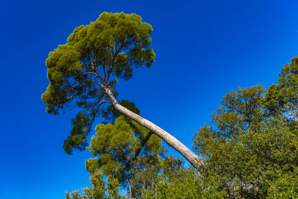 View at Aleppo pine tree (Pinus halepensis) at French riviera near Nice, France - Photo, Image