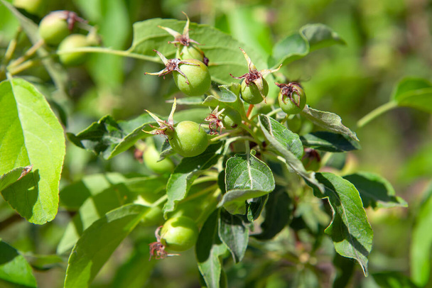 jonge appels die groeien in de branche  - Foto, afbeelding
