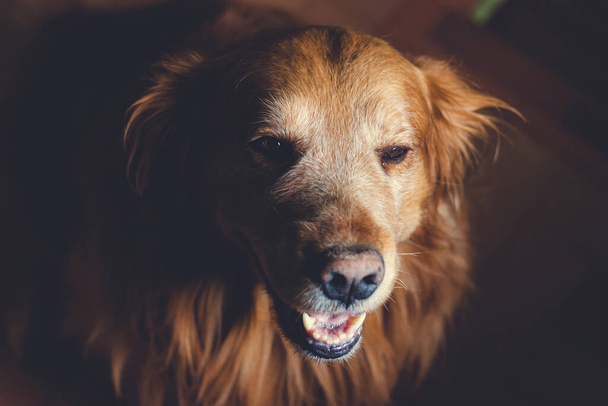 Dog golden retriever, photo taken in natural light, Bogot Colombia, May 27, 2020 - Photo, image