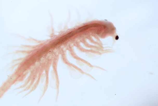 Super makro zbliżenie Artemia salina 100 milionów starych gatunków krewetek solankowych, skorupiaków wodnych. - Zdjęcie, obraz