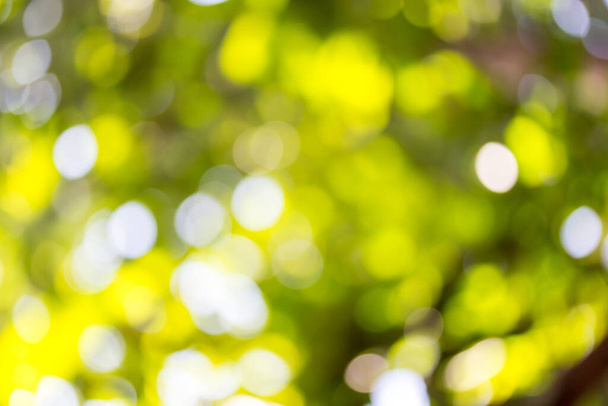Abstract green bokeh background under the tree - Foto, afbeelding