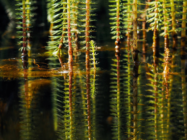 庭湖を反映した水生植物 - 写真・画像