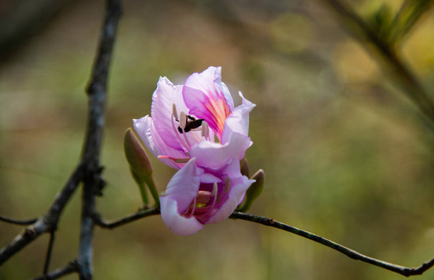 The beautiful Bauhinia variegate flowers - Photo, Image