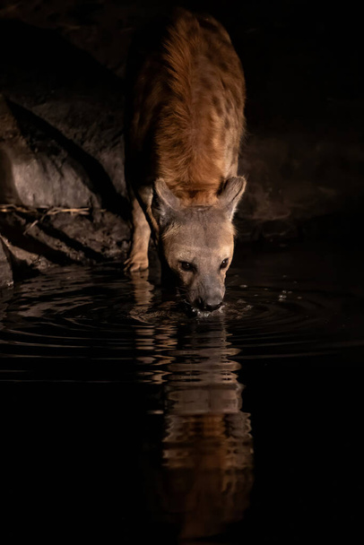 Zauważono hienę pijącą z małego stawu w centrum uwagi w rezerwacie Sabi Sands Game Reserve w regionie Greater Kruger w Republice Południowej Afryki - Zdjęcie, obraz