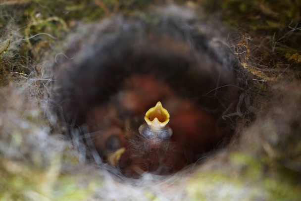  Close up of four little Great tit (Parus major) baby birds in nest, freshly hatched about 2 days old.       - Zdjęcie, obraz