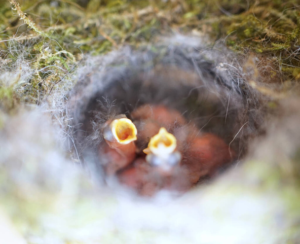  Primer plano de cuatro pequeños pájaros bebé de gran teta (Parus major) en el nido, recién nacidos alrededor de 2 días de edad
.       - Foto, imagen