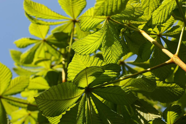 Krásný kaštanovník s jasně zelenými listy - Fotografie, Obrázek