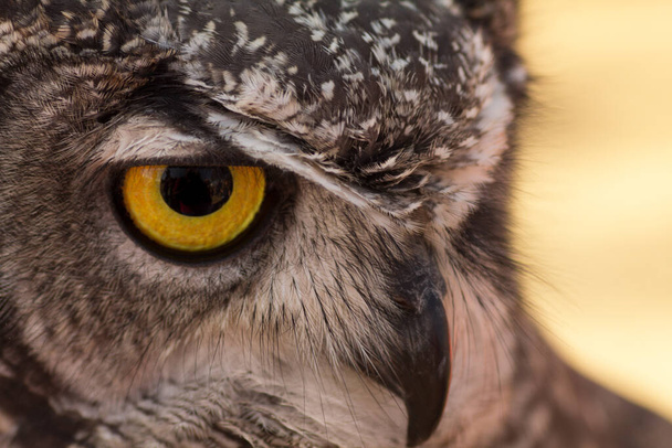 Close up portrait of an owl. - Photo, Image