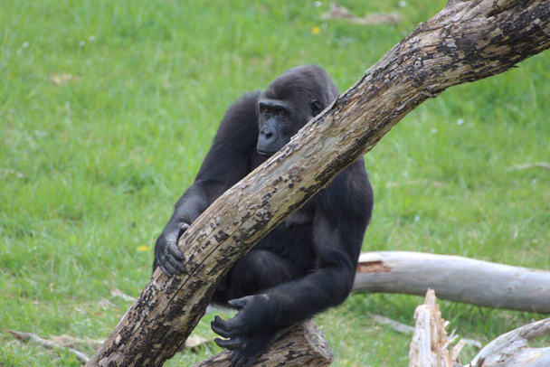 Gorillaweibchen mit nachdenklichem Blick halten sich an einem Baumstamm fest. Grünes Gras im Hintergrund - Foto, Bild