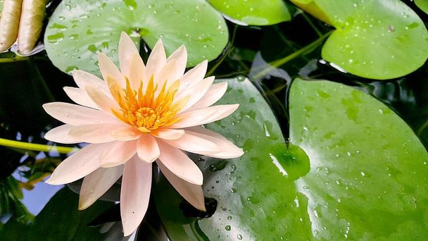 Een prachtige oranje lotus in graden. Close up lelie water bloem in vijver, natuurlijke achtergrond. - Foto, afbeelding