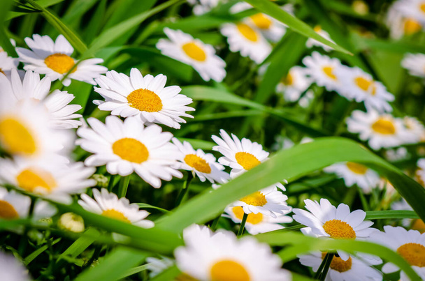 Flor de margarita con pétalos blancos y un medio amarillo que crece en el jardín. Primer plano de fondo de la flor de Margarita
. - Foto, imagen