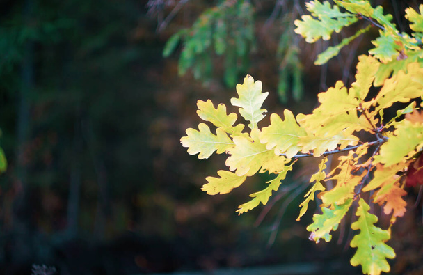 Outono folhas de carvalho amarelado para fundo ou cartão
 - Foto, Imagem