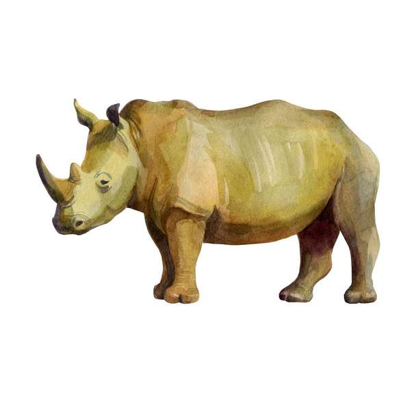 Watercolor illustration rhino. Isolated freehand drawing of a rhino on a white background. - 写真・画像