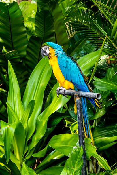 Kapalı Güzel Sarı ve Mavi Macaw Bahçede uzuvlarda. - Fotoğraf, Görsel